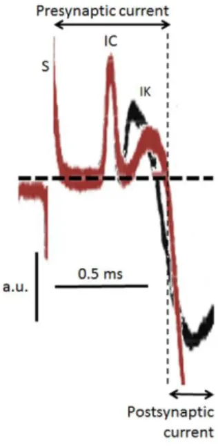 Fig. 2. Superimposed traces of focally recorded pre-  and post-synaptic currents (truncated) at a single  neuromuscular junction, before (black trace) and after  the addition of 2 nM gambierol (coloured trace) to the  standard Krebs-Ringer solution