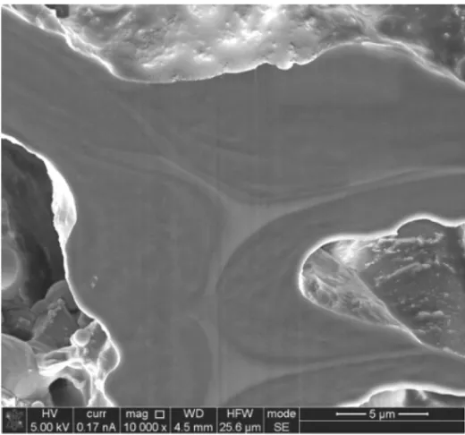 Fig. 29. FIB/SEM image of the cell wall of pine treated with colophony, Giachi et al. 