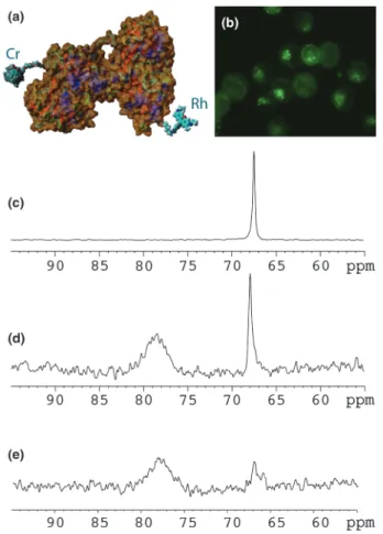 Figure 14.3 Cell internalization of a 129 Xe NMR-based biosensor. (a) Structure of the transferrin biosensor, where some cryptophane (Cr) and Rhodamine Green (Rh) moieties are non-specifically grafted on the Lys residues of the protein