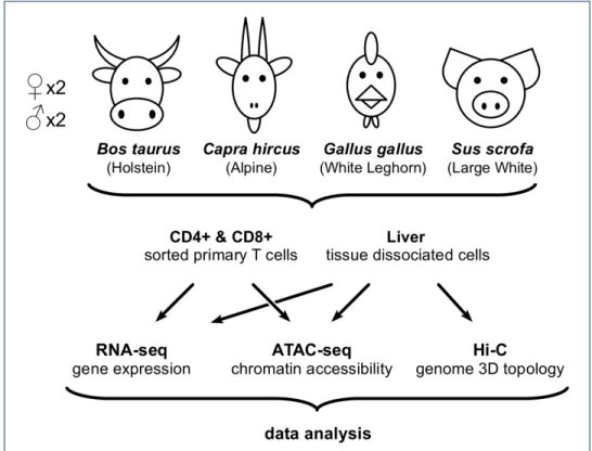 Figure 1 Experimental design overview. For each species, samples from liver and T cells of two males and two females were processed by RNA-seq, ATAC-seq and Hi-C assays