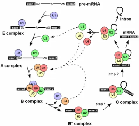 Figure 2-2 : Différentes étapes de l’assemblage de l’épissage dépendant de U2. Chez les eucaryotes, il existe un  autre épissage moins abondant (épissage dépendant de U12)