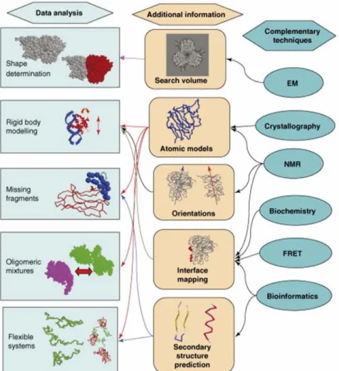 Figure 2-12 : Apports des approches combinant haute et basse résolution dans la détermination des structures de  protéines ou complexes de protéines (Petoukhov et al