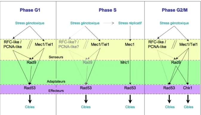 Figure I 4. Modèle d’activation des checkpoints de l’ADN chez S. cerevisiae selon la phase du  cycle et  le  type de stress (d’après C