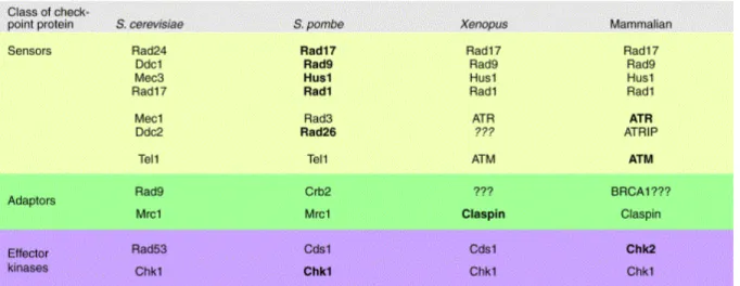 Tableau  I  1.  Les  protéines  des  checkpoints  de  l’ADN  chez  les  eucaryotes.  Extrait  de (Melo  &amp;  Toczyski,  2002) 