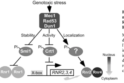 Figure  I  9.  Vue  schématique  des  mécanismes  de  régulation  de  l’activité  RNR  par  les  checkpoints  de  l’ADN