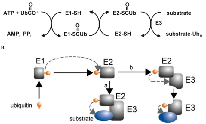 Figure I 15. Séquence des réactions enzymatiques d’ubiquitinylation 
