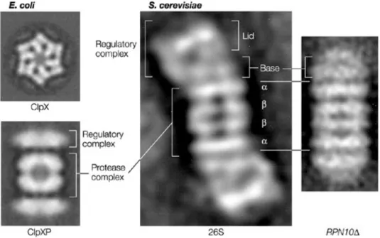 Figure  I  22.  Images  de  microscopie  électronique  de  protéases  compartimentées