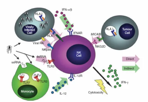 Figure 2 : Schéma de synthèse des mécanismes d’activation des cellules NK humaines par les  infections virales et les cellules tumorales