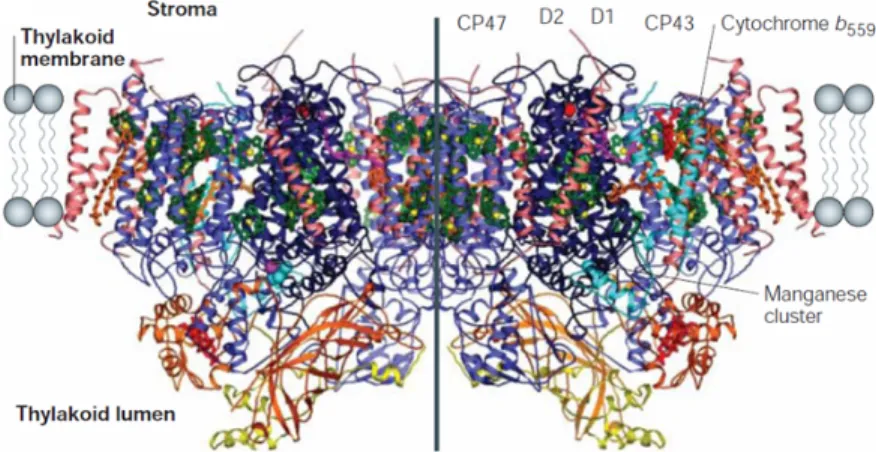 Figure 1.2 The structure of photosystem II from the cyanobacterium Thermosyne- Thermosyne-chococcus elongatus [Ferreira et al., 2004].