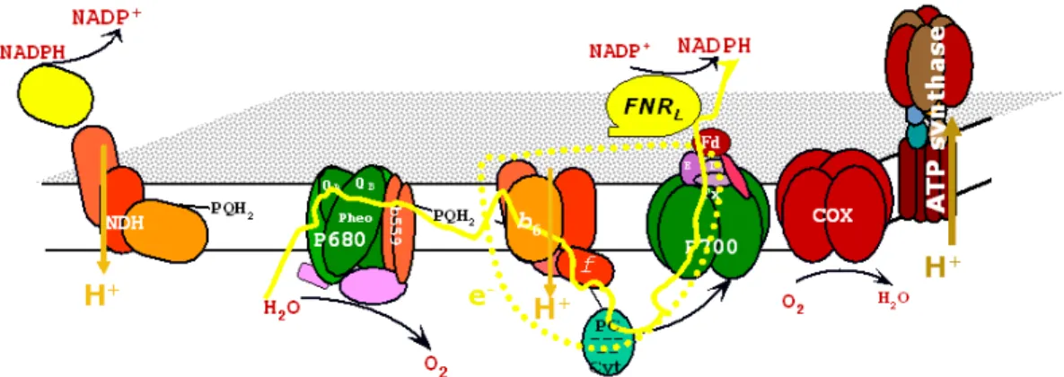 Figure 1.7 Scheme of the thylakoid membrane. The different electron translocating complexes are shown