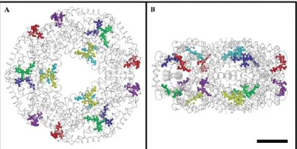 Figure 1.12 S. elongatus C-PC hexameric cluster. The 3 chromophores of each αβ heterodimer are depicted in the same color