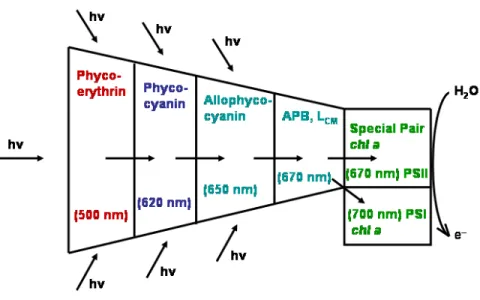 Figure 1.14 Energy flow in PBS of cyanobacteria and red algae. Radiationless excitation energy transfer from short-wavelength (PE) to long-wavelength-absorbing pigment-protein complexes (AP)