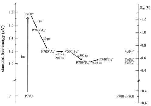 Figure 1.17 Approximate standard free energy levels and kinetics of charge sepa- sepa-ration in PSI