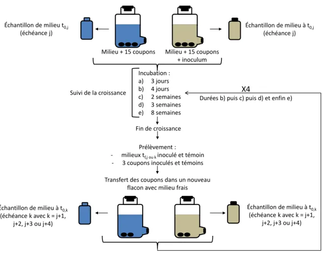 Figure III-5 : déroulé général des expériences d’exposition à des conditions corrosives  biotiques court terme 