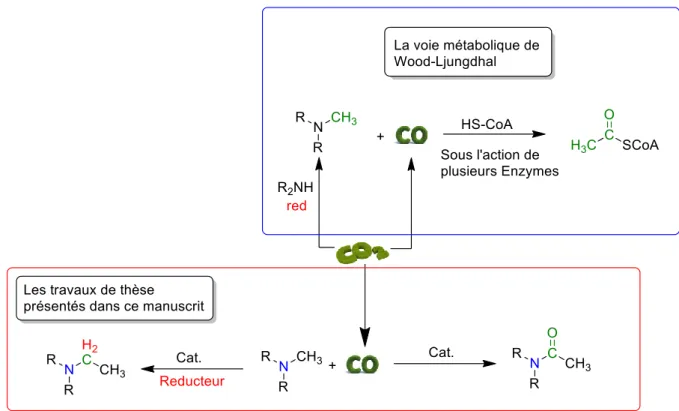 Figure I-24 La voie métabolique de Wood-Ljungdhal au carrefour des travaux de thèse présenté dans ce manuscrit 