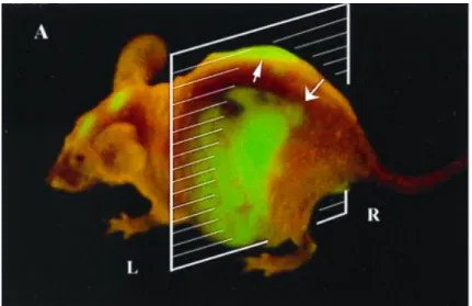 Figure 12 : Lateral whole-body image of metastatic liver lesions of a GFP- GFP-expressing human colon cancer in the left (thick arrow) and right lobes (fine arrow) of a live nude mouse at day 21 after surgical orthotopic transplantation