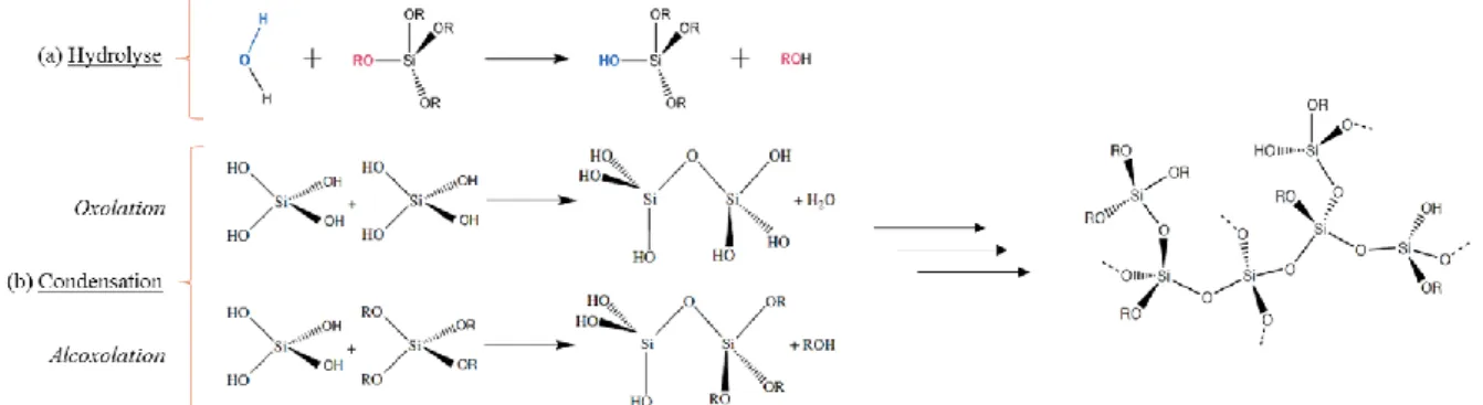 Figure 31 : Réactions d’hydrolyse-condensation de précurseurs de silice conduisant à la formation  d’un gel de silice