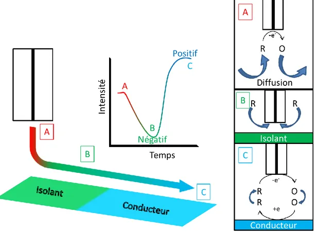 Figure  7.  Schéma  du  mode  feedback  représentant  les  différentes  situations :  (A)  en  solution,  (B)  proche  d’une  surface  isolante et (C) proche d’une surface conductrice