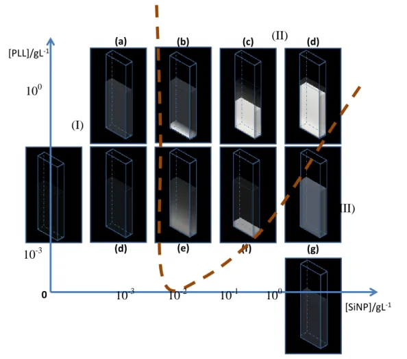 Figure  III-14:  Macroscopic  observation  of  PLL-SiNP  complexes  in  the  different  characteristic domains of the phase diagram 