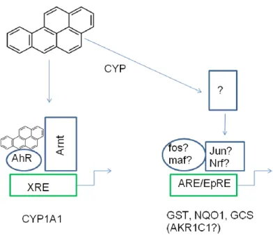 Figure 11 : Induction des gènes de phase I et de phase II via les voies de signalisation XRE et ARE/EpRE 
