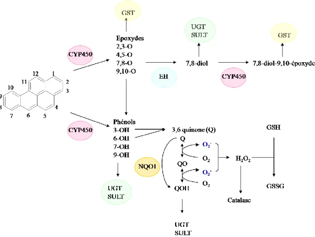 Figure 12 : Coordination entre les enzymes de phase I et de phase II pour la métabolisation des HAP 