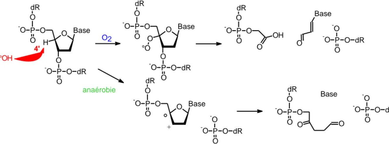 Figure 16 : Coupure de chaine d’ADN par réaction du radical OH avec le 2-désoxyribose 