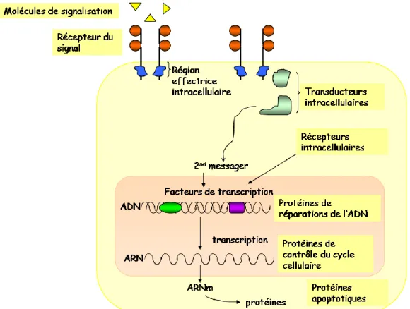 Figure 19 : Protéines impliquées dans la prolifération cellulaire et son contrôle 