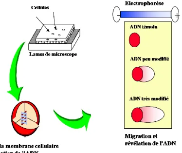 Figure 20 : Principe de la mesure des cassures à l’ADN par le test des comètes 