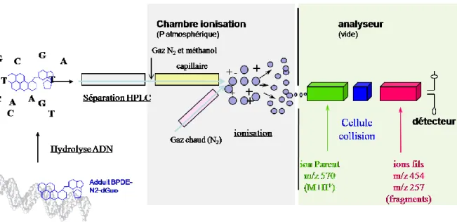 Figure  21 :  Principe  de  la  mesure  des  adduits  BPDE-N2-dGuo  par  HPLC  couplée  à  la  spectrométrie  de  masse en mode tandem (HPLC/MS/MS) 