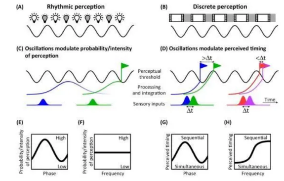 Fig.  1.7  Rhythmic  versus  discrete  perception.  A.  Rhythmic  perception  entails  that  information  is  more  efficiently processed during specific phase of a cycle (depicted by light bulbs)