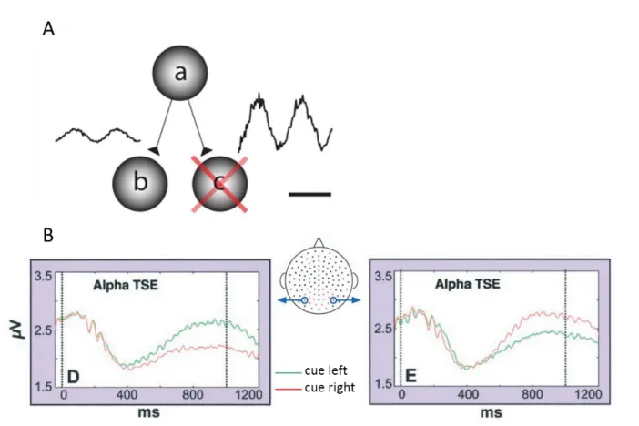 Fig.  2.2  Gating-by-inhibition  A.  The  gating-by-inhibition  framework  proposes  that  information  is  gated  by  inhibitory pulses provided by alpha oscillation