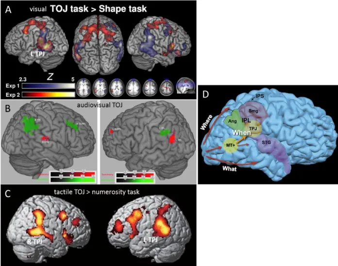 Fig. 2.3 Areas involved in visual, audiovisual and tactile TOJ. A. Bilateral TPJ and right inferior frontal gyrus  and  superior  frontal  gyrus  activation  was  found  when  a  visual  TOJ  task  is  contrasted  to  a  shape  discrimination  task  (blue,
