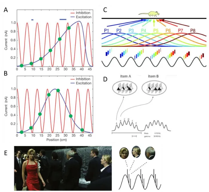 Fig.  2.4  Theta/gamma  coupling,  underlined  by  phase  precession  and  empirically  observed  in  spatial  navigation,  could  form  a  general  code  to  encode  ordered  items