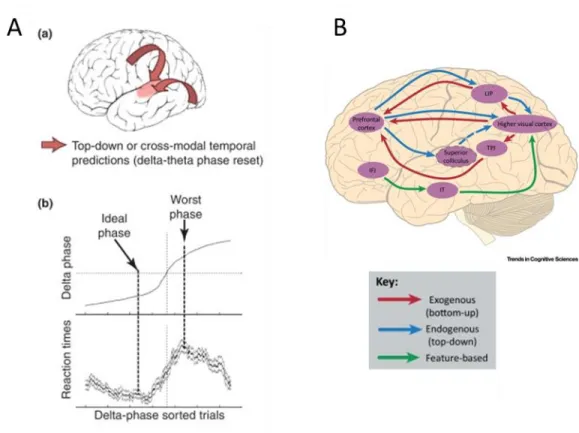 Fig. 3.1 Temporal prediction and selective attention.  A. The  phase of low-frequency oscillations is reset by  top-down temporal expectations in the auditory cortices