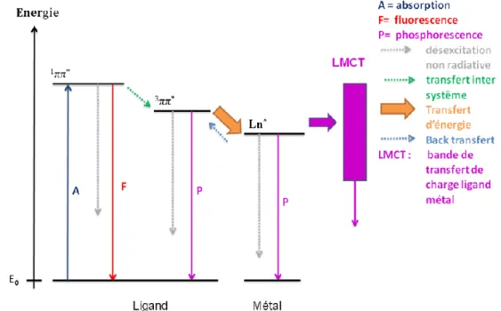 Figure 1.25 Mécanisme de sensibilisation des lanthanides par le ligand via l’état triplet  du ligand 