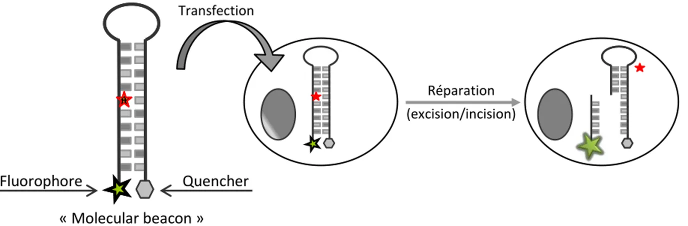 Figure  21:  Principe  de  la  détection  d'activités  de  réparation  de  l'ADN  par  la  transfection  de  molecular  beacons.