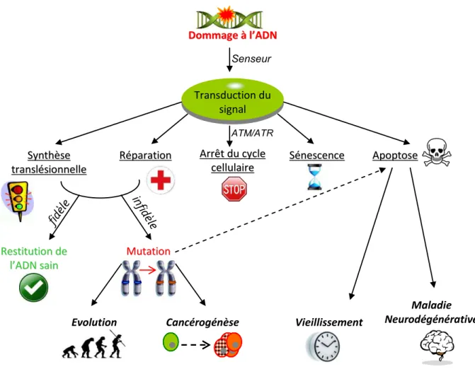 Figure 7: Principaux mécanismes biochimiques impliqués dans la Réponse aux Dommages de l'ADN (DDR).