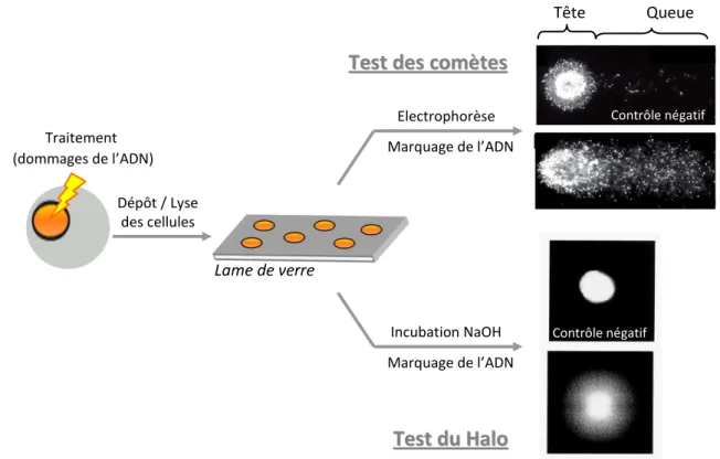 Figure 18: Principe de détection des cassures de l'ADN par le test des comètes ou le test Halo.