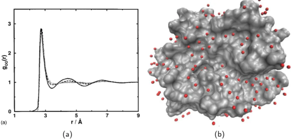 Figure 1.3: Illustration of structural information: (a) radial distribution function between water oxygen atoms (black line: experimental results, grey line: TIP3P simulations, dashed line: SPC simulations) [15], (b) crystallographic solvent molecules on a