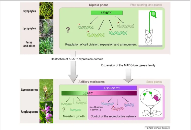 Figure 4. Speculative scenario describing the evolution of LEAFY function. In free-sporing plants such as bryophytes and ferns, LFY is broadly expressed throughout the diploid phase (sporophyte, colored in green) where it could act as a regulator of cell d