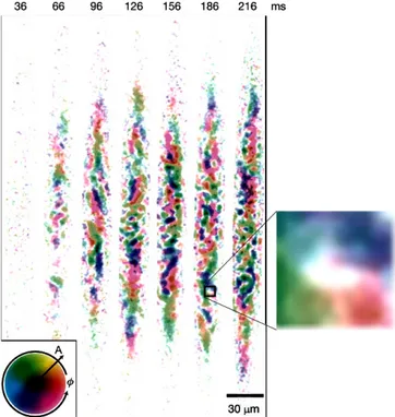 Figure 1.3: Adapted from Sadler et al. [78]: experiment on the formation of a spinor conden- conden-sate after a quench