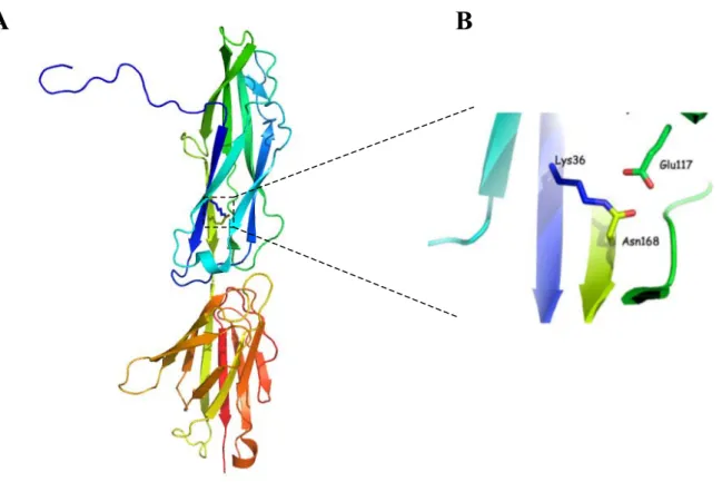 Figure 14 : Ilot de pathogénicité rlrA de S. pneumoniae d’après (Mandlik et al., 2007)