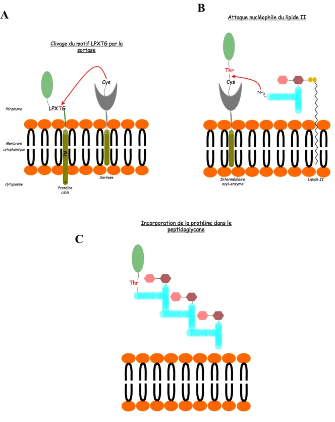 Figure 18 : Mécanisme d’ancrage de protéines possédant un motif LPXTG sur le peptidoglycane bactérien