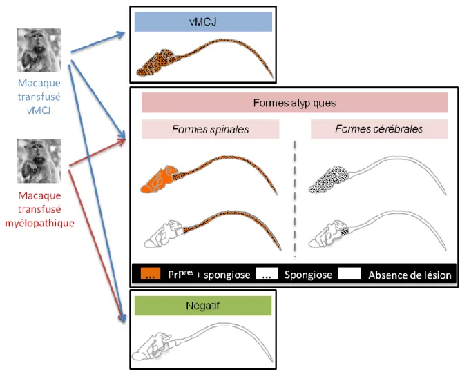 Figure  30 :  Phénotypes  observés  chez  les  souris  conventionnelles  suite  aux  inoculations  par  voies  intraveineuse  et  intracérébrale de souches classiques et atypiques (d’après Comoy et al., 2017)