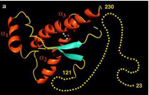 Figure  5 :  Représentation  schématique  de  la  structure  tridimensionnelle  de  la  protéine  prion  cellulaire  recombinante  humaine (Zahn et al., 2000)