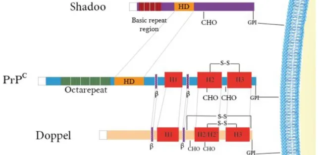 Figure  7 :  Structure  de  la  protéine  prion  cellulaire  et  de  ses  analogues  structuraux,  Doppel  et  Shadoo  (Ciric  et  Rezaei,  2015)