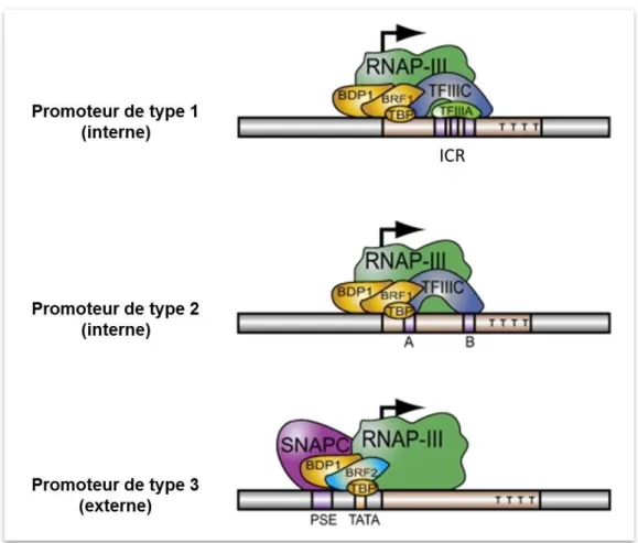 Figure 2.   Les facteurs de transcription recrutés sur les différents types de promoteurs des  gènes de classe III 