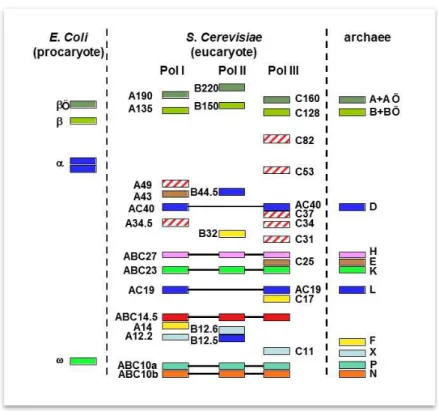 Figure 4.   Représentation schématique des sous-unités d’ARN Pol bactérienne, eucaryotes et  archaebactérienne 