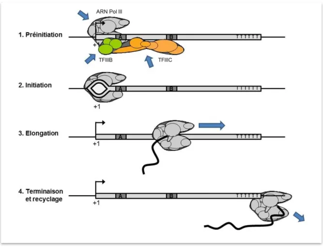 Figure 6.   Les quatre étapes de la transcription par l’ARN Pol III 