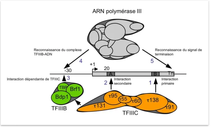 Figure 7.   Modèle de la formation du complexe de pré-initiation de la transcription par l’ARN  Pol III chez Saccharomyces cerevisiae 